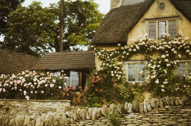 image of cottage walls with climbing roses 