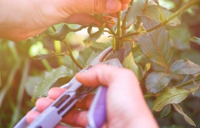 image of pruning roses at the right angle of 45 degrees