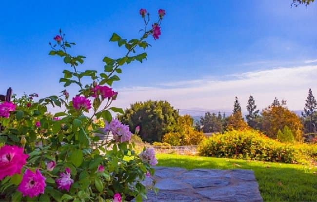 image of rose bush in the autumn