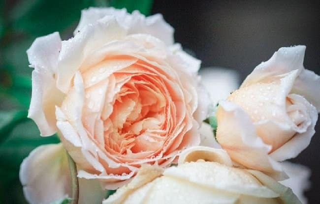 image of roses in the fall ready for pruning