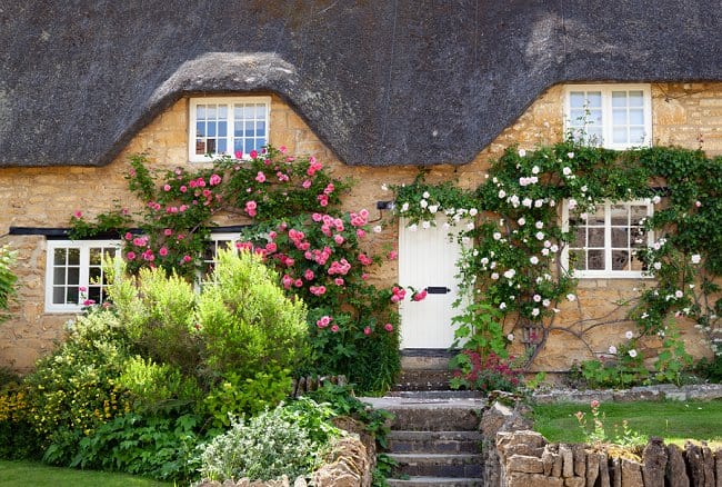 image of climbing roses for pruning in fall