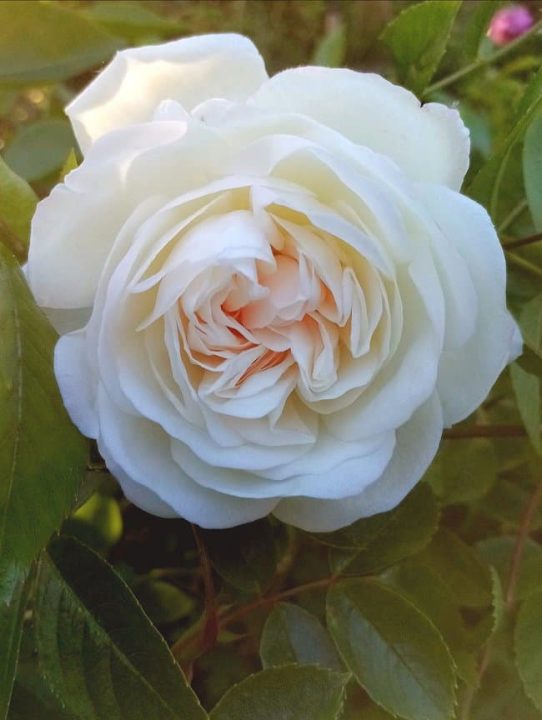 image of iceberg rose turning pink