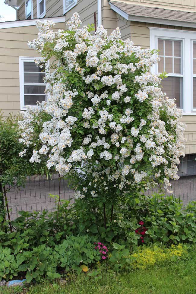 image of tall iceberg rose bush