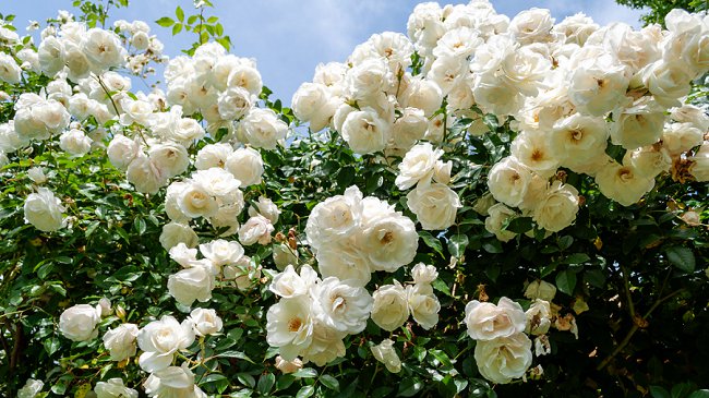 image of iceberg roses climbing rose