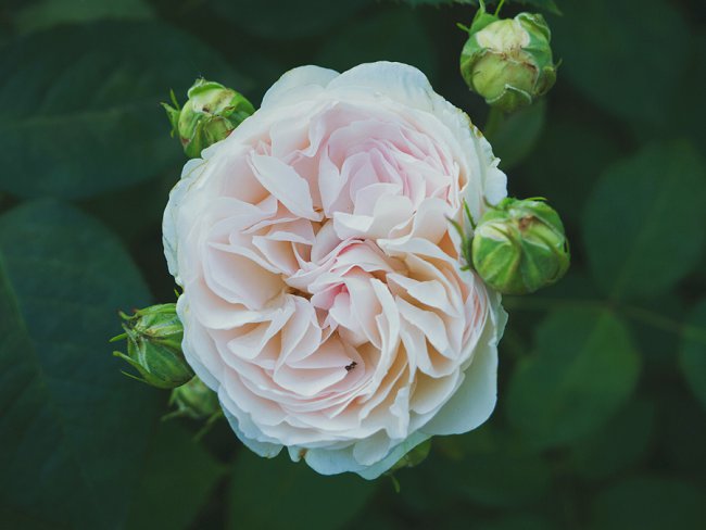 image of a fully open rose surrounded by rose buds to show how to force rose buds to open early