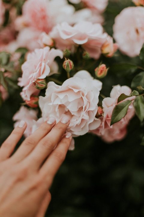 image of rose buds to force open