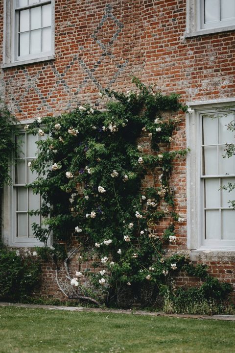 image of climbing rose with tall branches how to overwinter