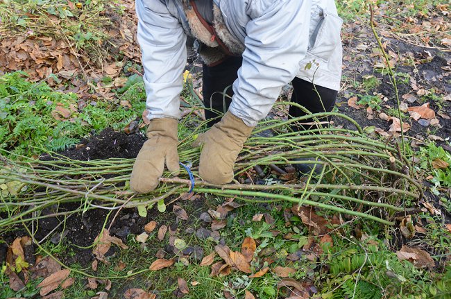 image of removing climbing rose branches to prepare for winter