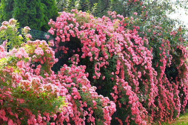 image of climbing roses how to protect climbing roses in winter