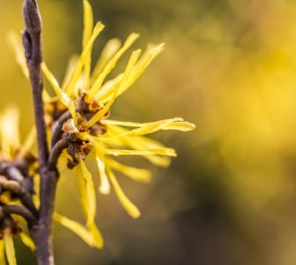 image of witch hazel how to make witch hazel water