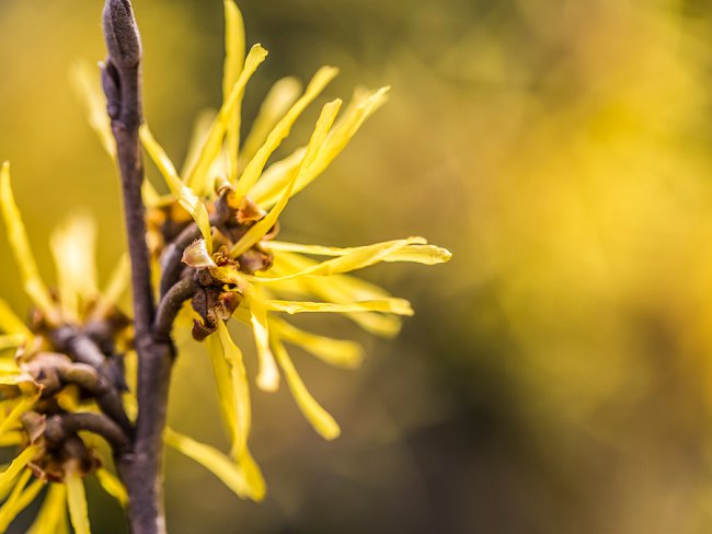 image of witch hazel how to make witch hazel water