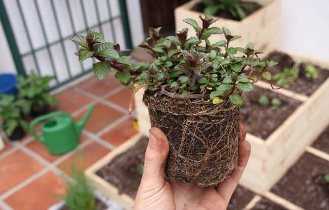 image of balcony herbs repotting