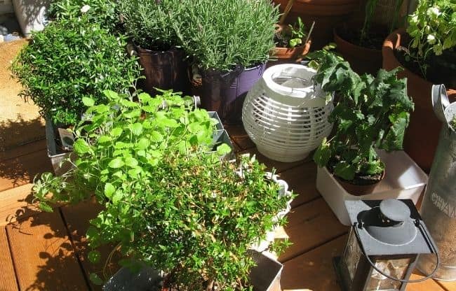 image of balcony herb garden