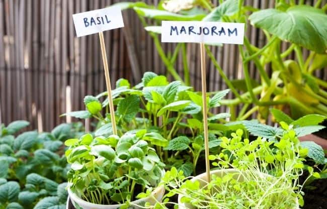 image of best herbs to grow on balconies