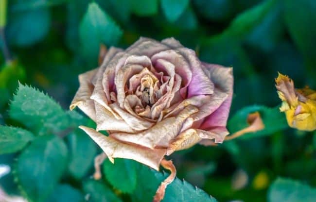 image of rose dying rose slugs