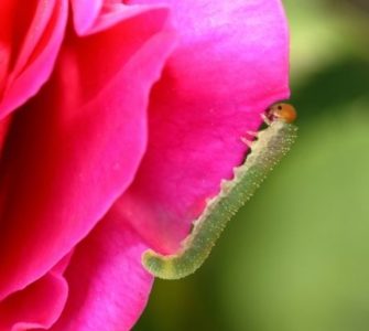 image of what is a rose slug