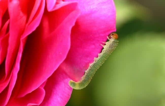 image of what is a rose slug