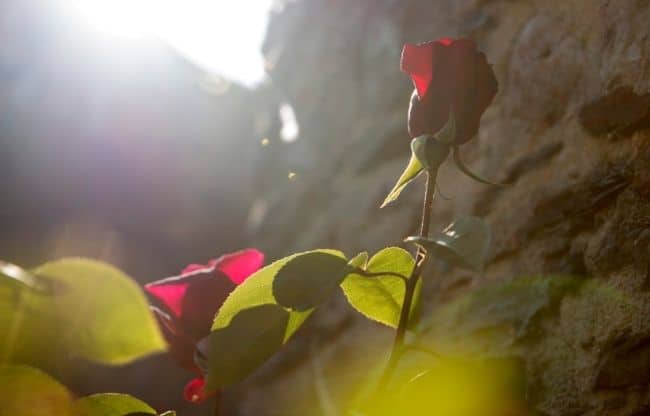 image of rose position in sunshine roses need sunlight