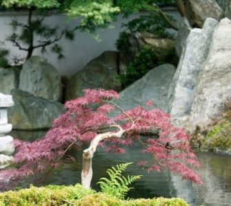 image of japanese zen garden for beginners