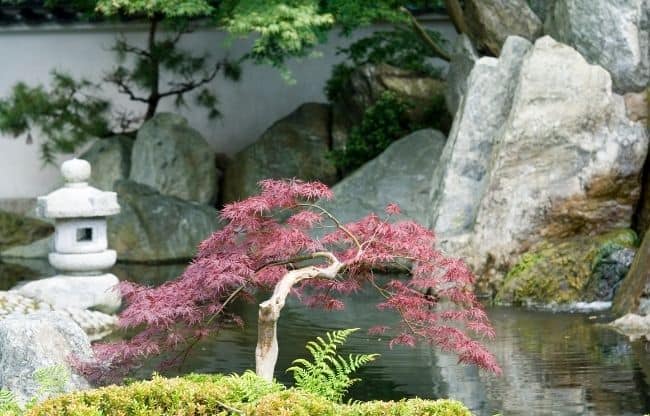 image of japanese zen garden for beginners