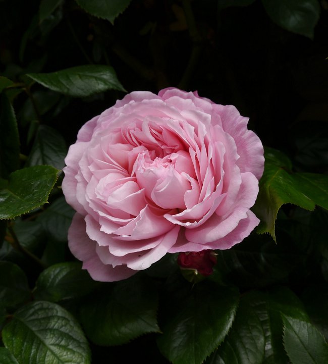 image of the generous gardener climbing rose great for shade