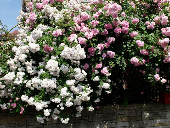 image of paul's himalayan musk rose on fence