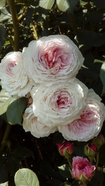 image of james galway rose