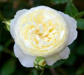 image of clair austin climbing rose in shaded garden