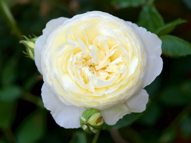 image of clair austin climbing rose in shaded garden