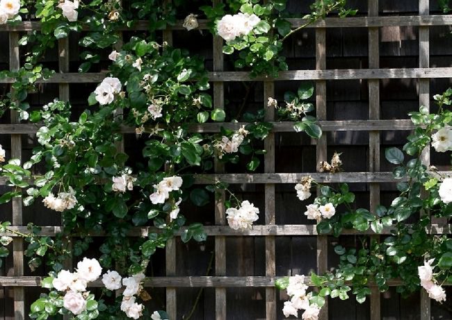 image of square trellis DIY