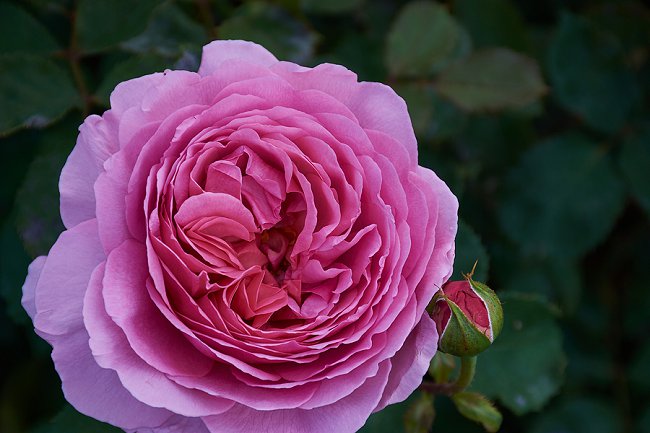 image of the fragranced rose princess alexandra of kent