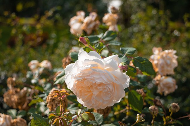 image of desdemona rose a fragranced rose for containers