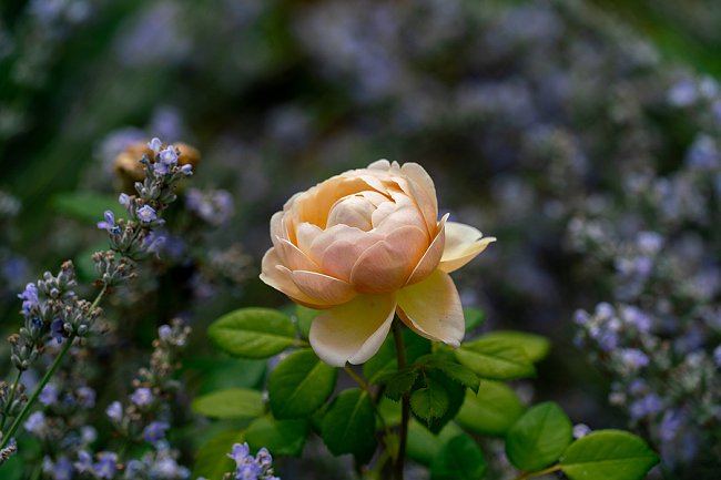 image of charles darwin best scented rose for containers and small spaces