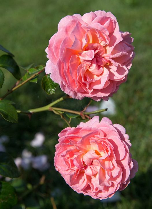 image of strawberry hill rose best scented roses for pots