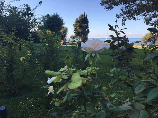 image of scented rose garden 