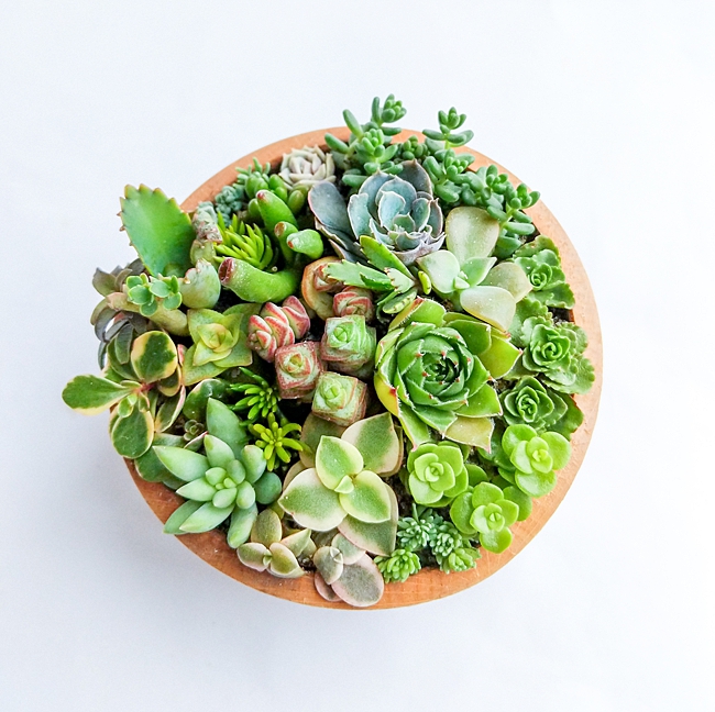 image of household item bowl used as a planter