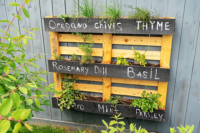 image of pallet used as a herb planter