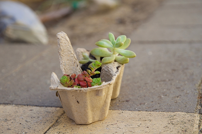 image of diy household items for use as planter this is an egg box planter 