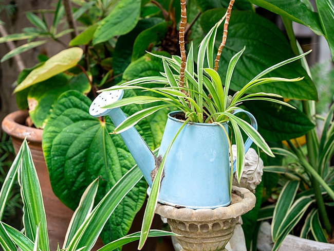 image of watering can household item to use as planter 