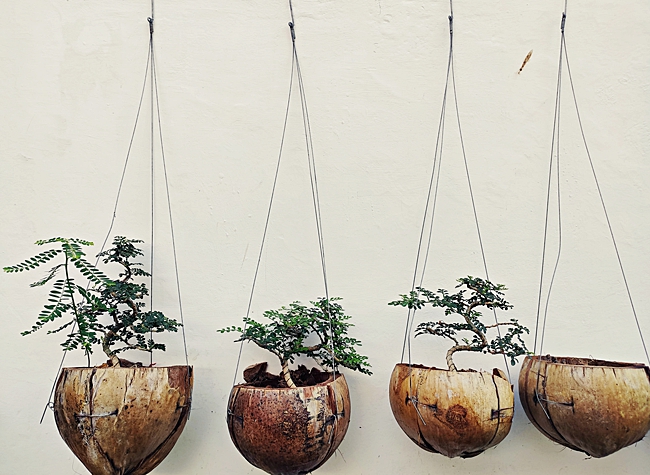 image of coconut shell planters