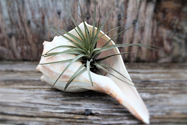 image of seashell planter