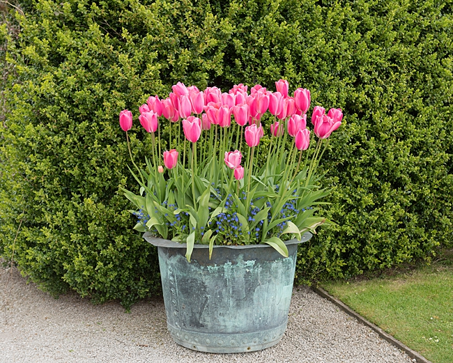 image of french country cottage style planter vintage tin bucket