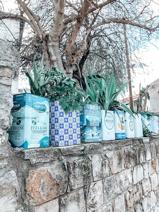 image of tins a household item used as planter in cyprus 