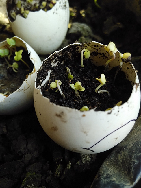 image of eggshell used as planter 