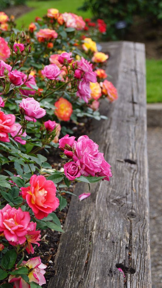 How To Build A Raised Rose Bed (Easy Beginner DIY)! A Prettier Petal