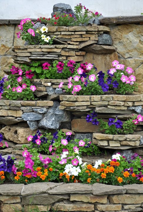 image of alpine plants rockery around patio garden 