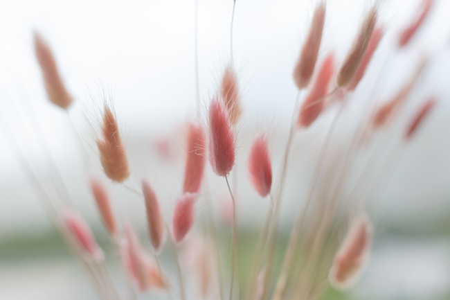 image of bunny tails kids sensory plant for kid-friendly concrete patio