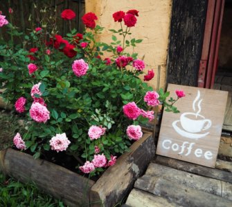 image of best potted roses in shade