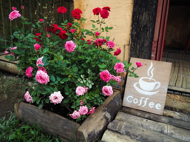 image of best potted roses in shade