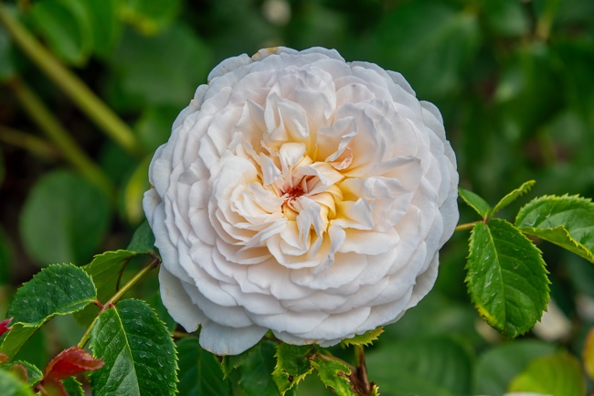 image of potted rose emily bronte
